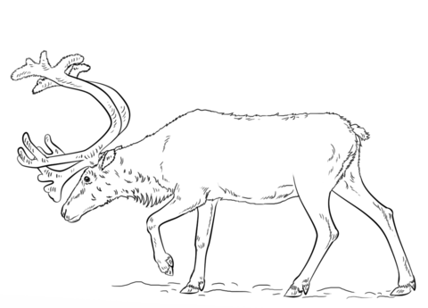 Swedish Reindeer Coloring Page